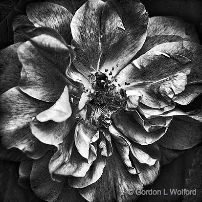 Wild Rose_16691.jpg - Photographed near Carleton Place, Ontario, Canada.